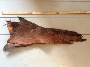 Barkgarvet fiskeskinn av torsk ca 50 cm.