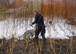 Høsting av pil, harwest willow