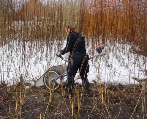 Høsting av pil, harwest willow