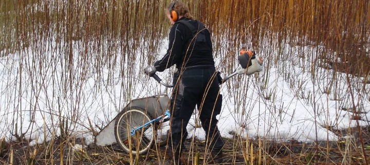 Høsting av pil, harwest willow