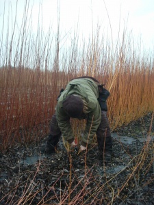 Harvesting of willow, høsting av pil
